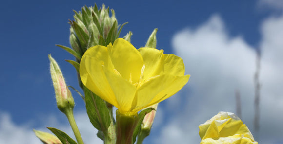 7 Benefits of Evening Primrose Oil